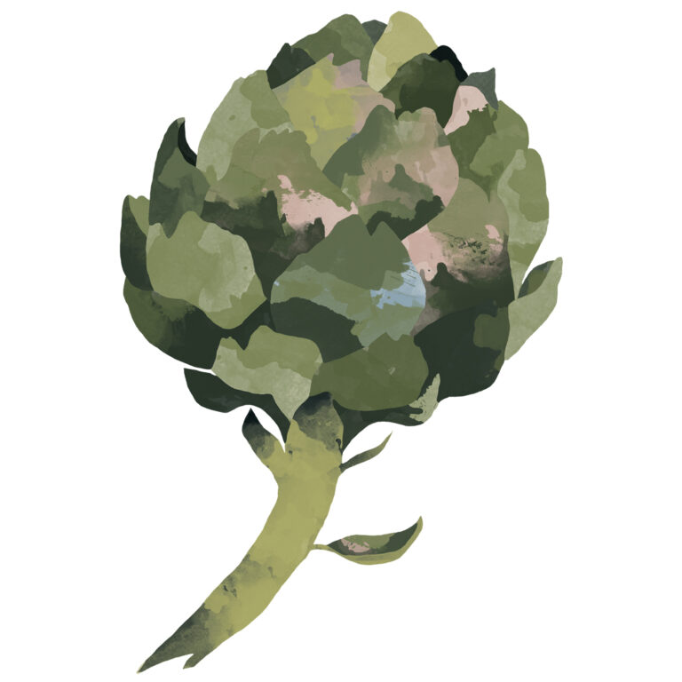 Illustration Artichoke