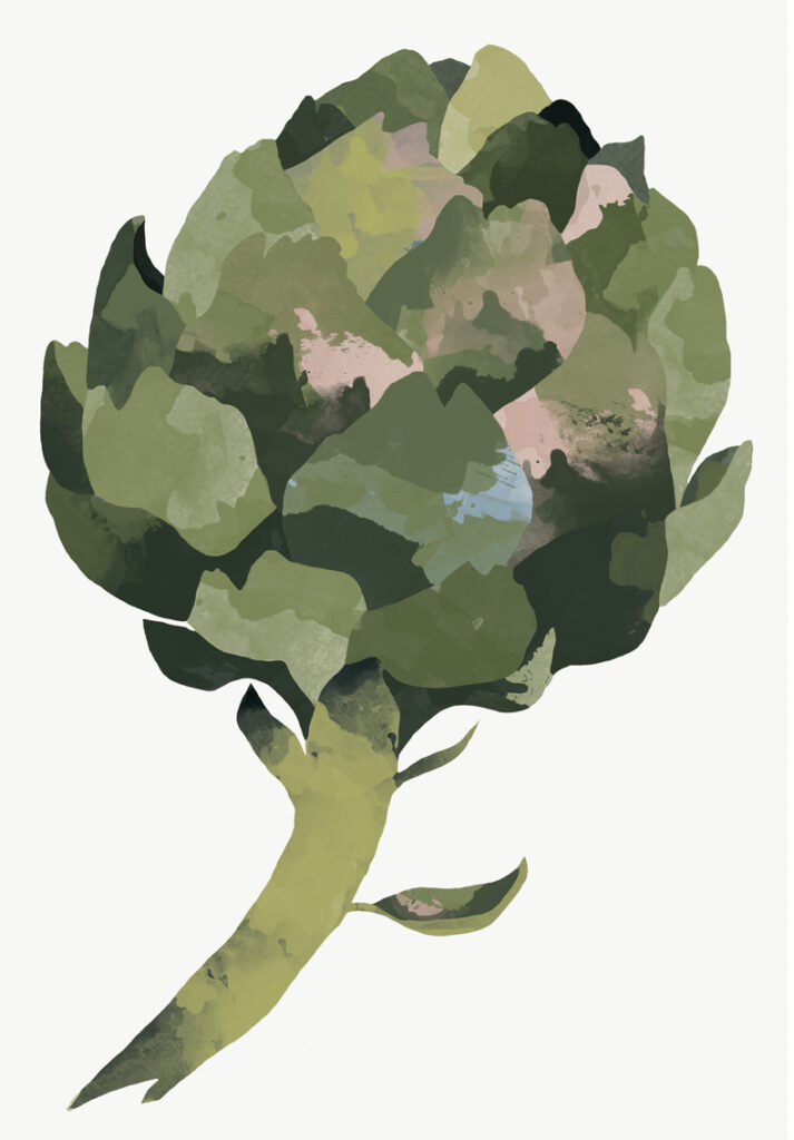 Illustration Artichoke