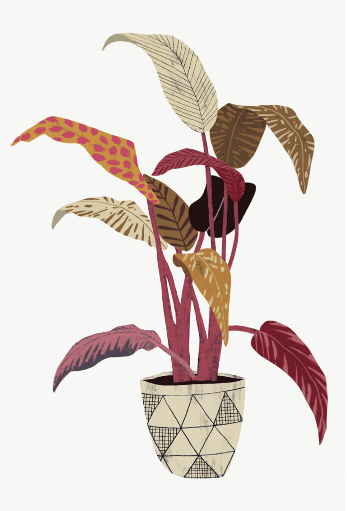 Illustration Houseplant