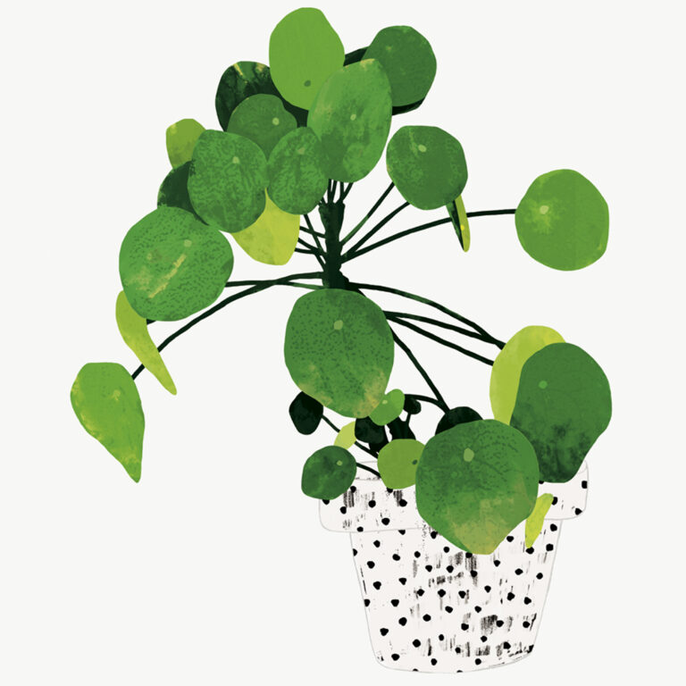 Illustration Houseplant