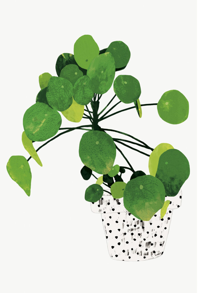 Illustration Houseplant