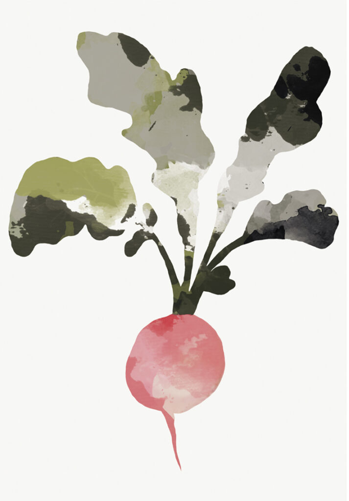 Illustration Radish