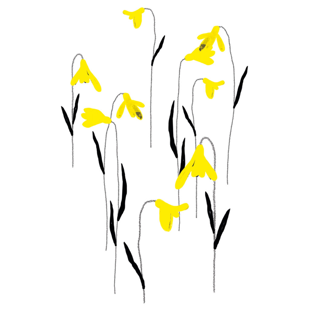 Narcissen